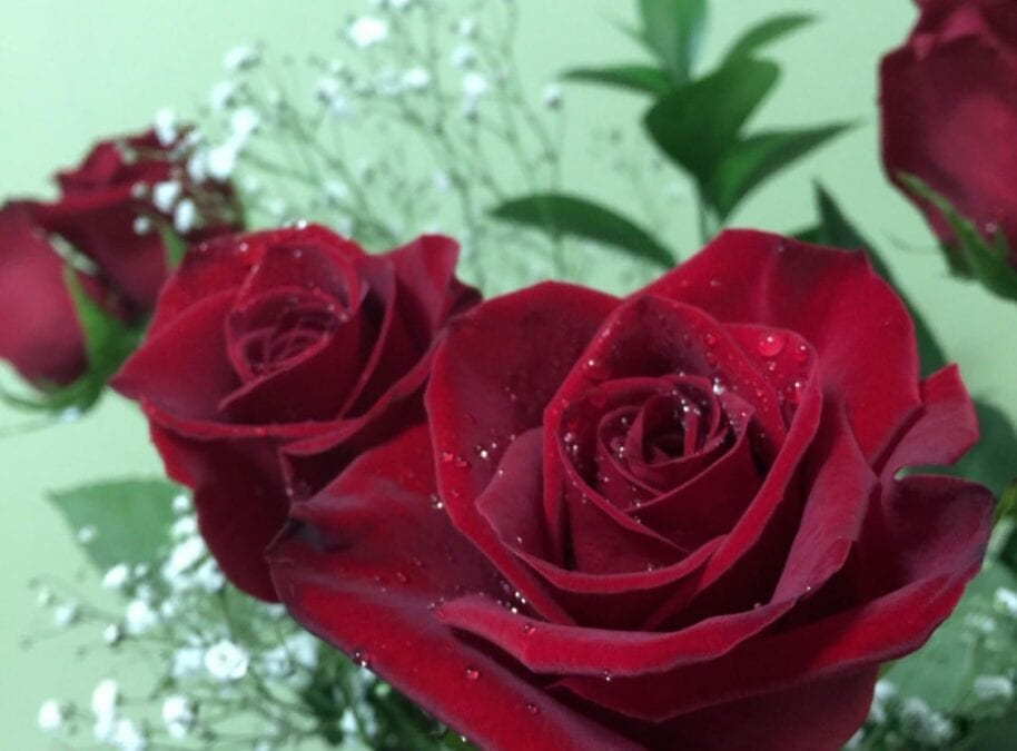 Red roses with water drops